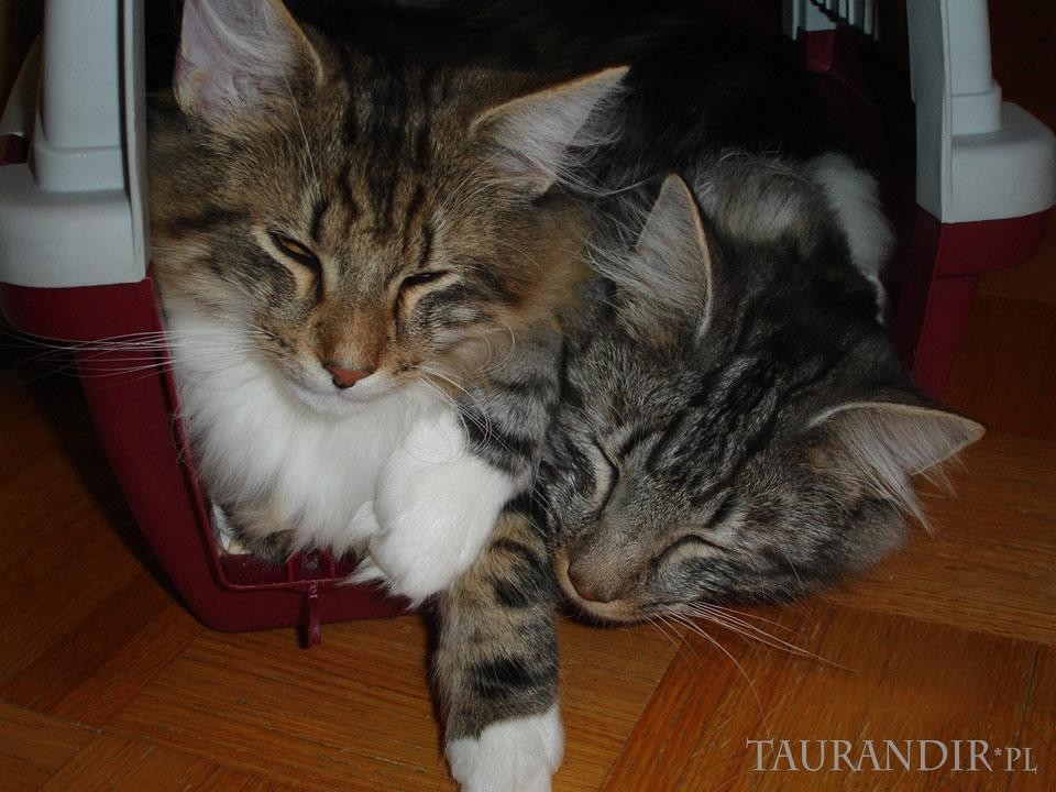 Amon Amarth Evestrum*PL