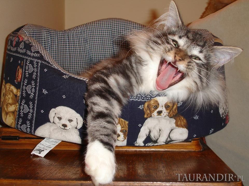 Cyber[shot] Groove Armada*PL